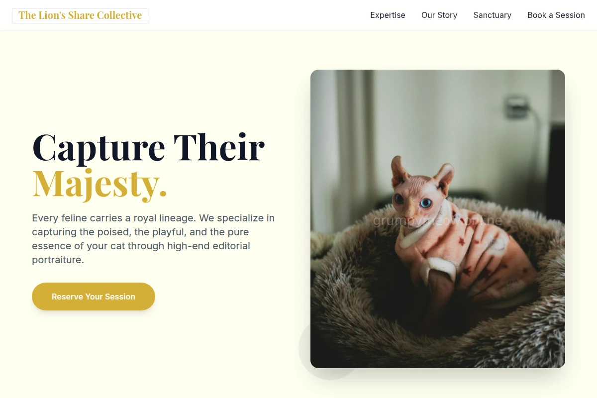 Feline Pet Photography